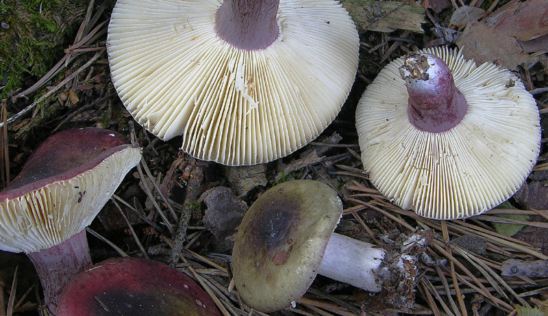 Russula da determinare (cfr. Russula torulosa)
